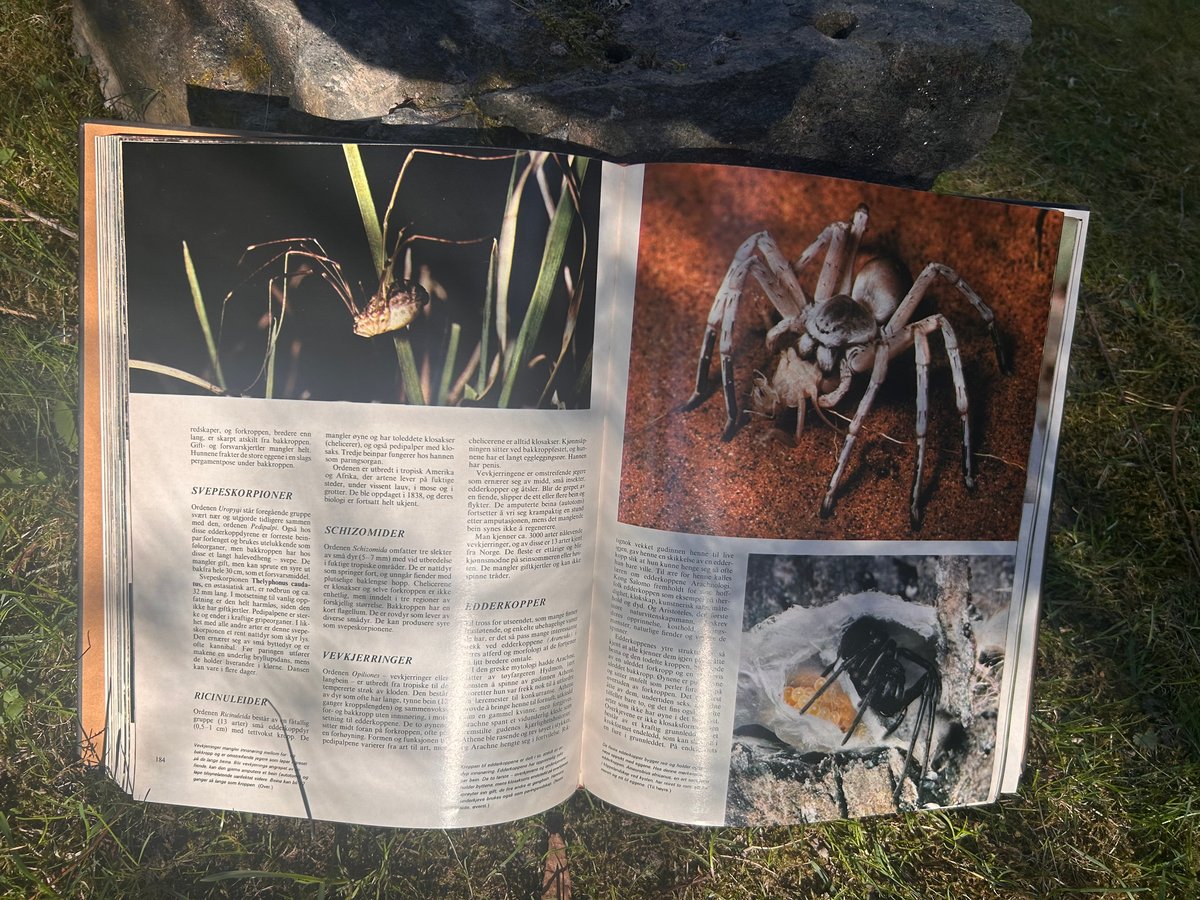 A page from a zoological lexicon showing photographs of several spiders, including a pale one.